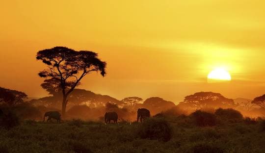 Herd of elephants grazing at sunset in African savanna with acacia trees and golden sky